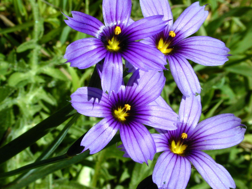 Голубоглазка узколистная (лат. Sisyrinchium angustifolium) Голубоглазка