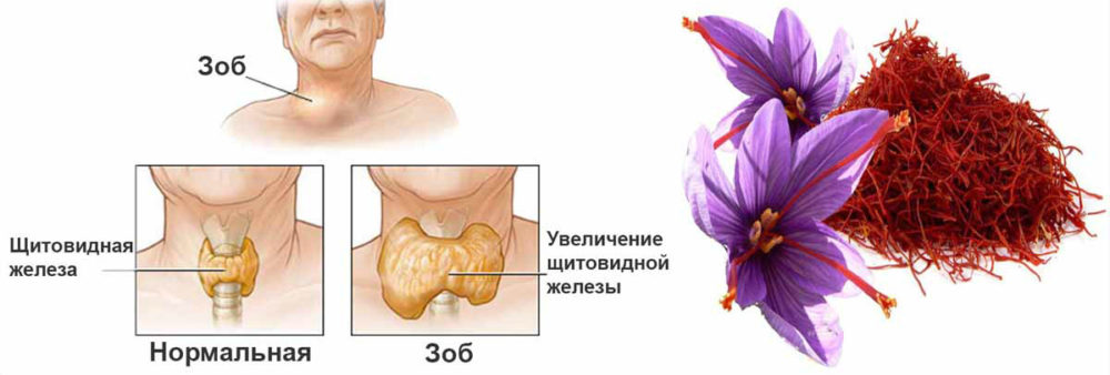 КУКУРМА - лечебные свойства и противопоказания