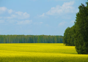 Поле, деревья, цветы