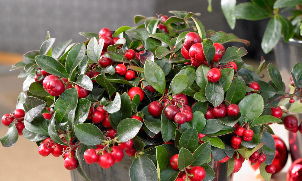Гаультерия (Gaultheria) — описание, выращивание, фото Гаультерия