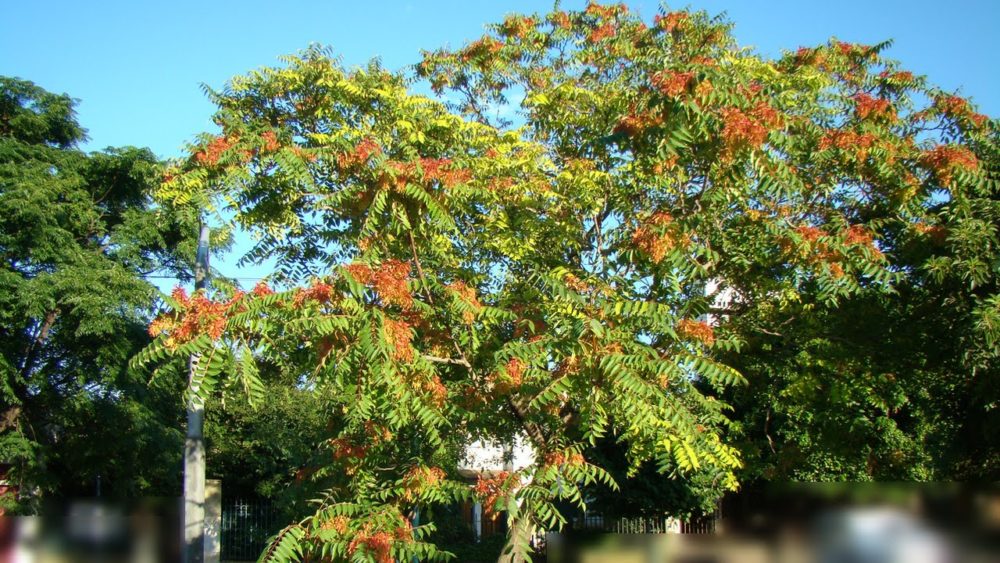 Айлант (Ailanthus) — описание, выращивание и фото Айлант