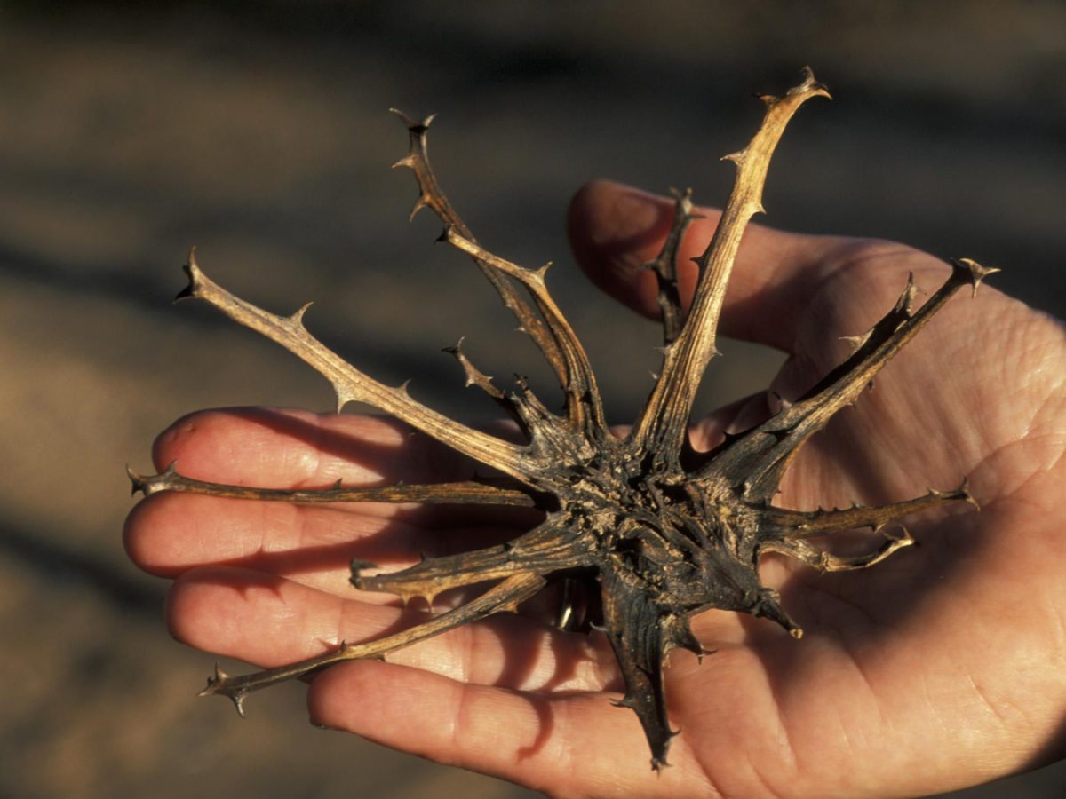 КОГОТЬ ДЬЯВОЛА - фото, лечебные свойства и применение