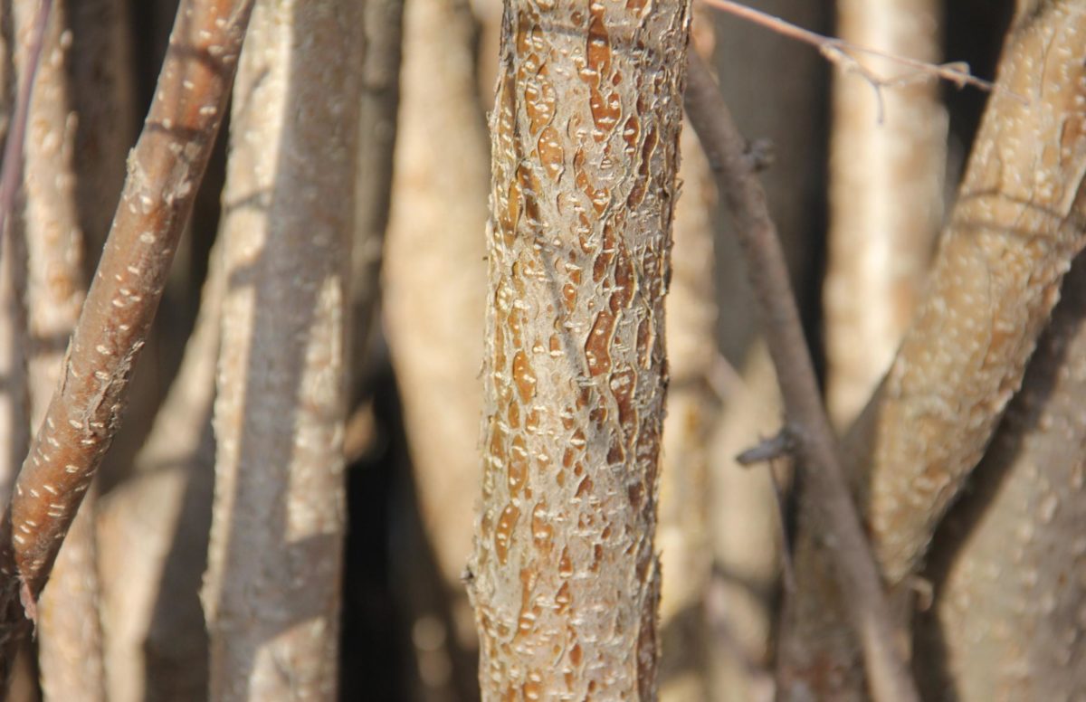 ЛЕЩИНА - полезные свойства и противопоказания