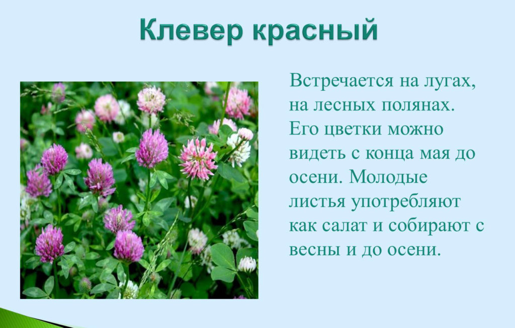 клевер луговой вид