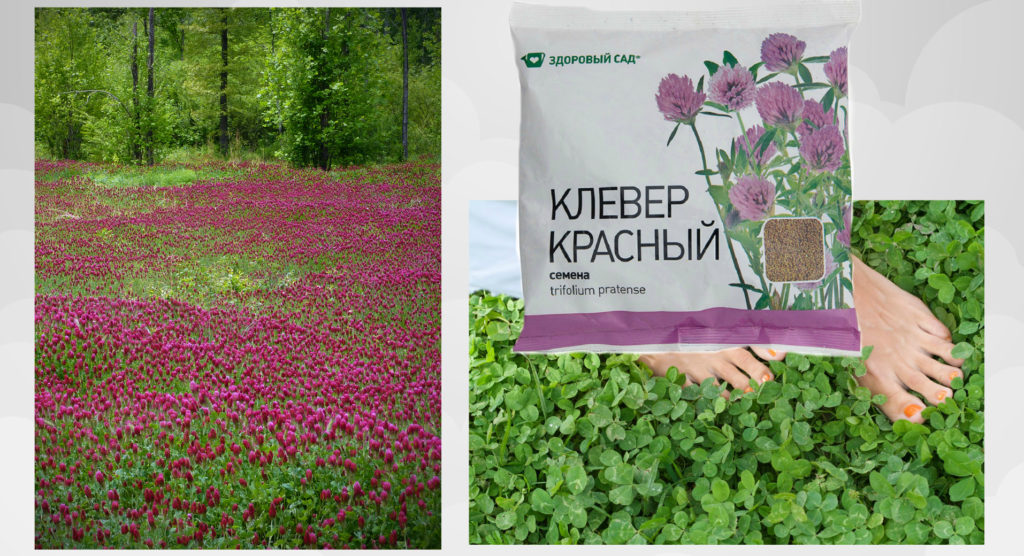 клевер луговой семена