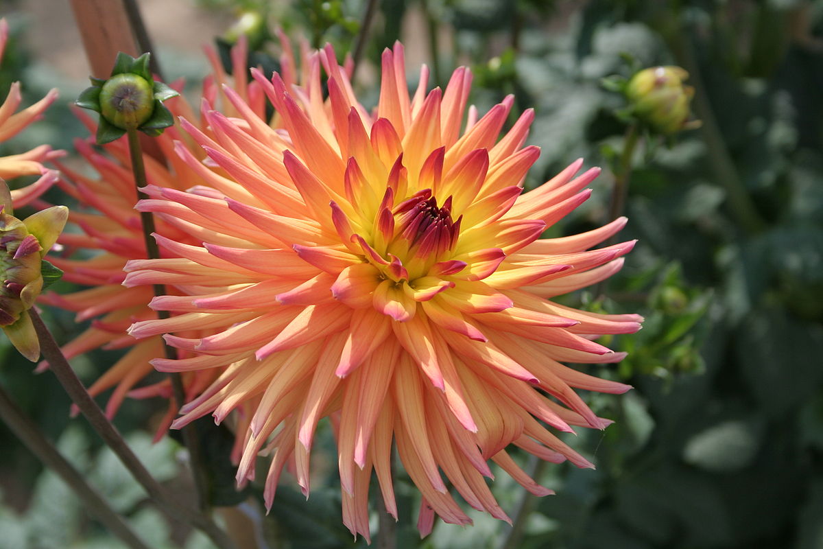 Кактусовые георгины Dahlia Cactus-flowered