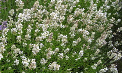 foto20929-1 (1)