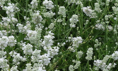 foto20929-1 (4)