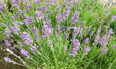 foto21028-1 (6)