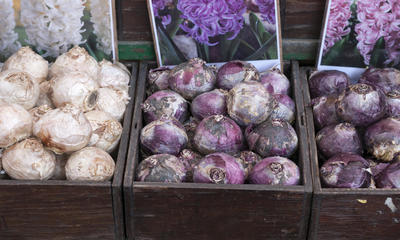  foto22325-2-2