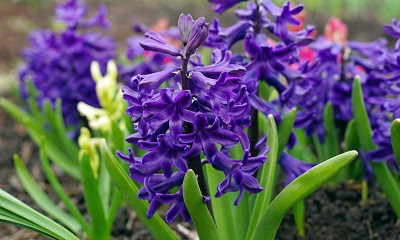 foto22369-4 (1)