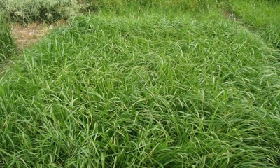 foto22861-2 (2)