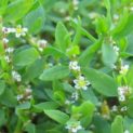 foto23461-1 (1)